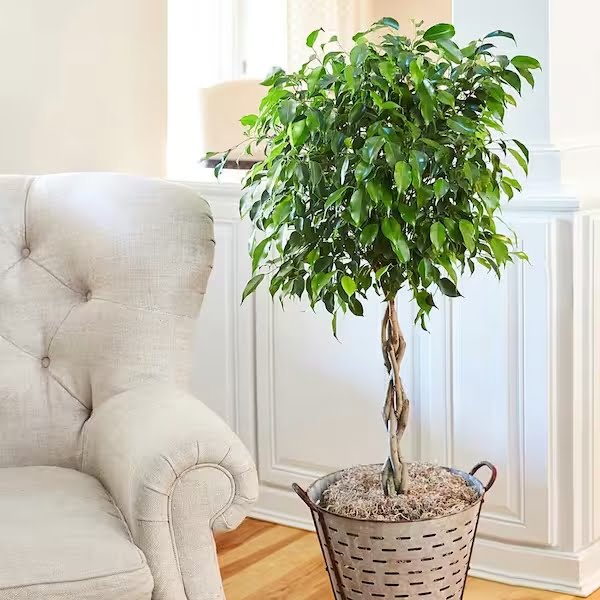 Ficus benjamina na sala dentro de um vaso