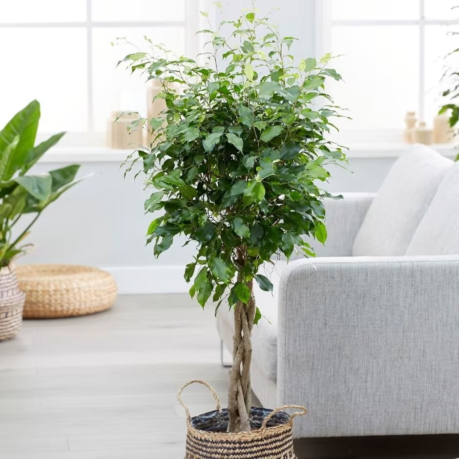 Ficus benjamina 'Exotica'