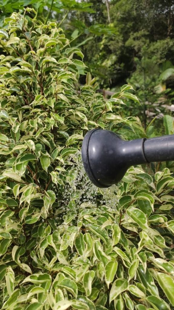 Irrigação da Ficus benjamina