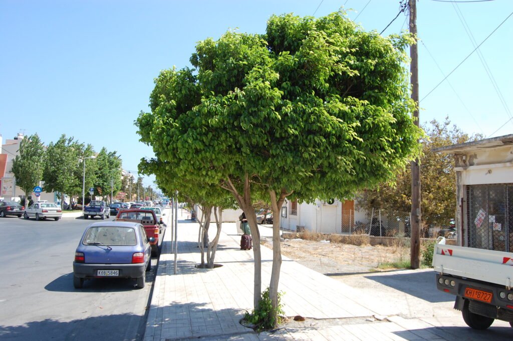 Ficus na calçada