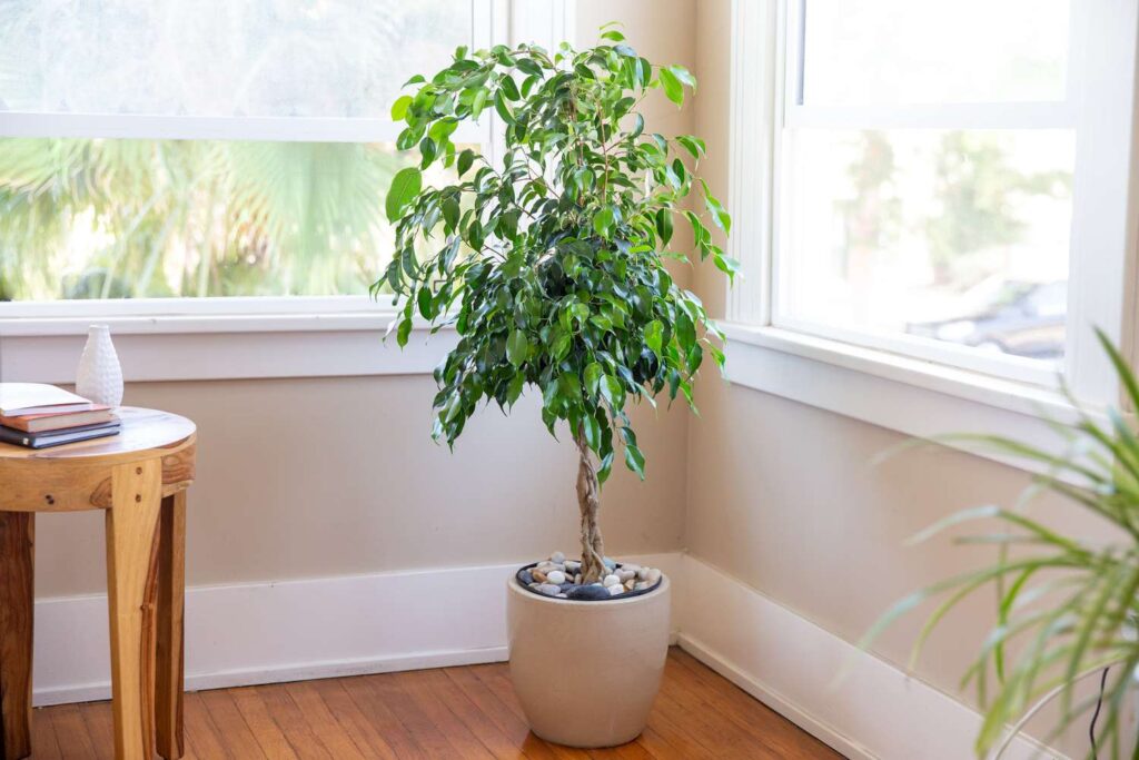 Ficus benjamina no escritório perto da janela