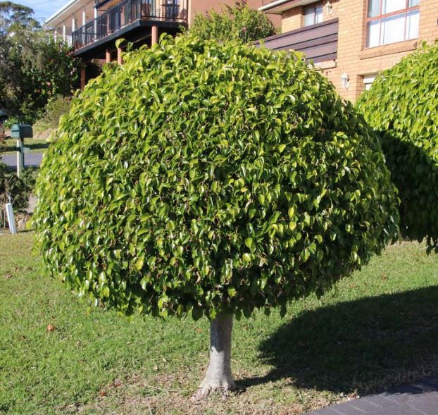 Ficus benjamina no jardim aberto