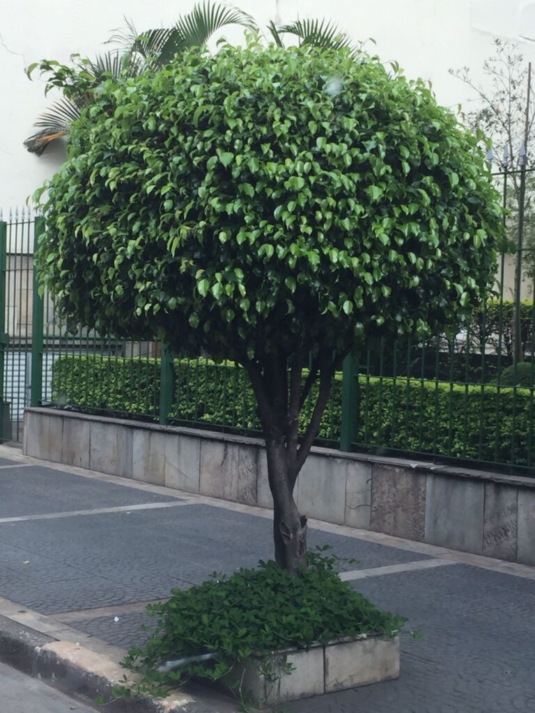Ficus benjamina na calçada