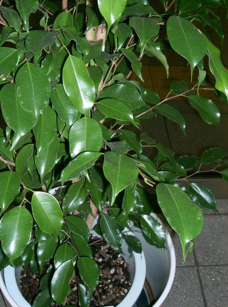 folhas de Ficus benjamina