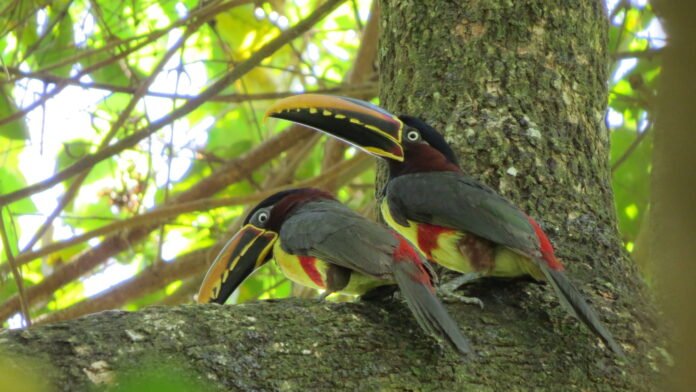 Tucanos em árvores