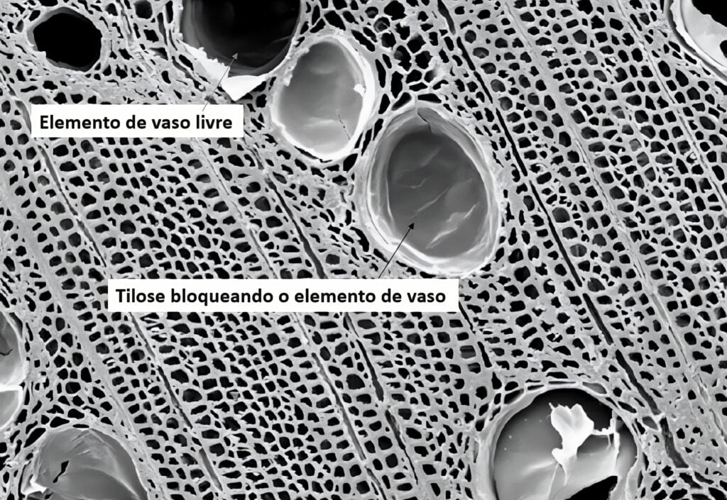 imagem de uma tilose na estrutura celular de uma planta