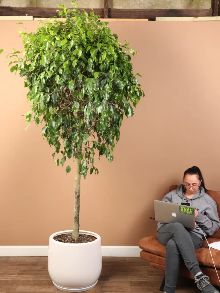 Vaso grande de Ficus benjamina em uma sala de espera