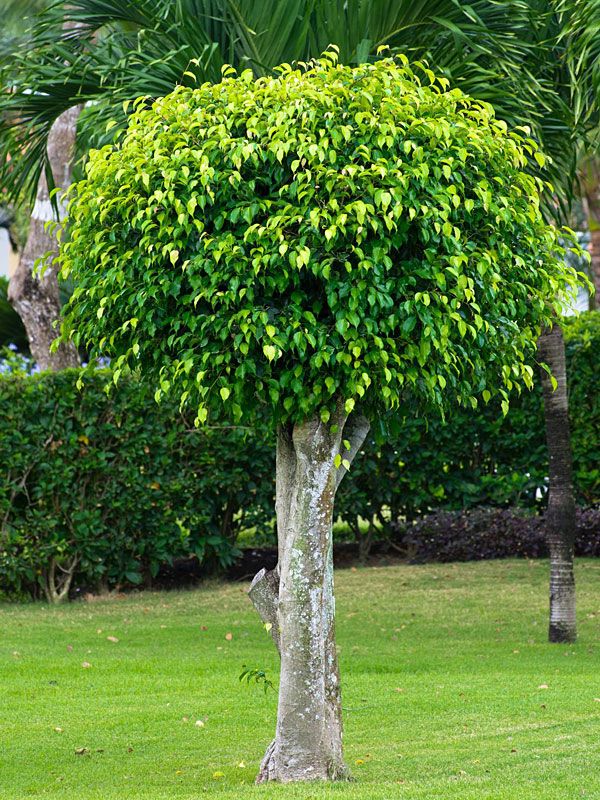 Ficus benjamina no jardim