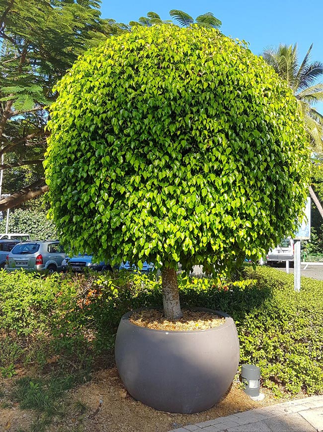 Ficus benjamina em um vaso grande no jardim