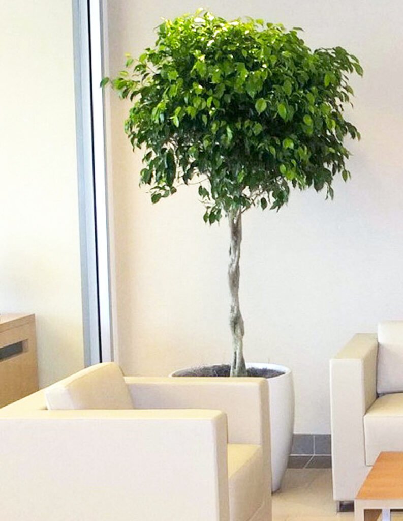 Vaso de Ficus benjamina na sala