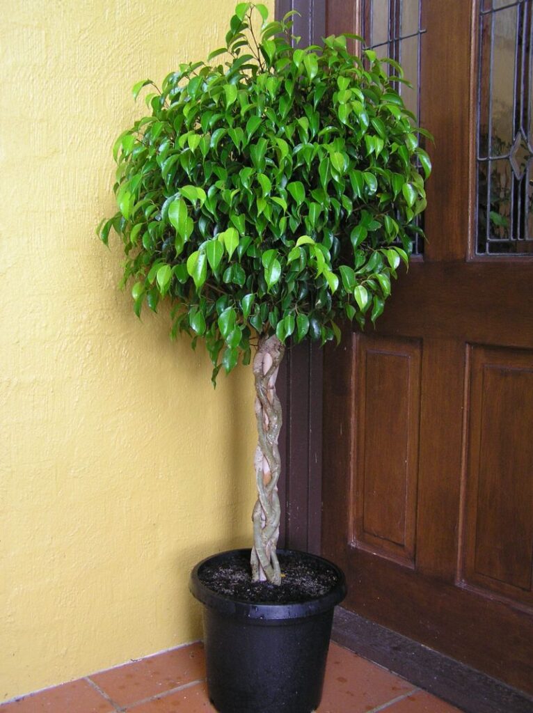 Ficus benjamina com tronco trançado na entrada da casa