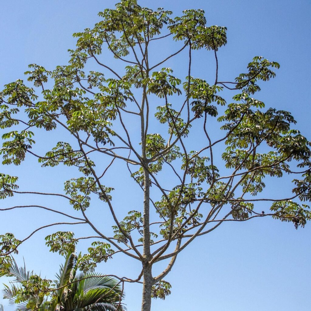 Árvores que atraem pássaros: Embaúba