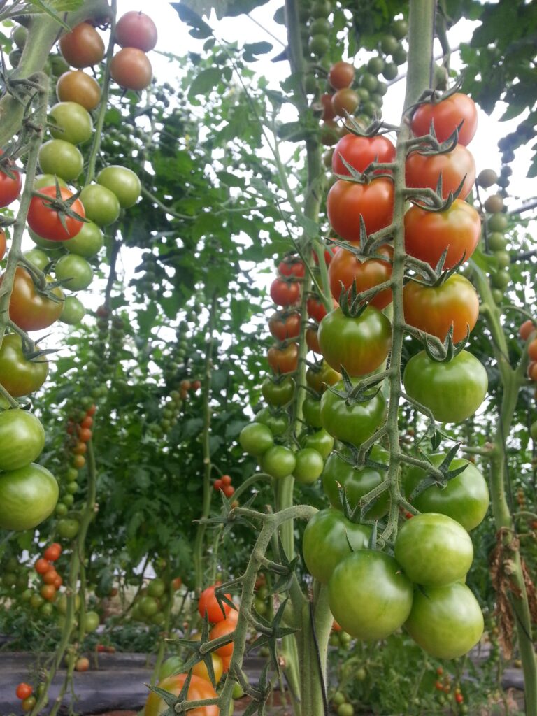 tomate-cereja Híbrido Wanda