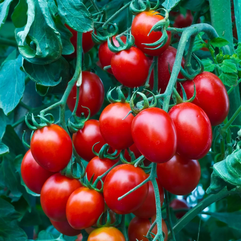 frutos do tomate-cereja