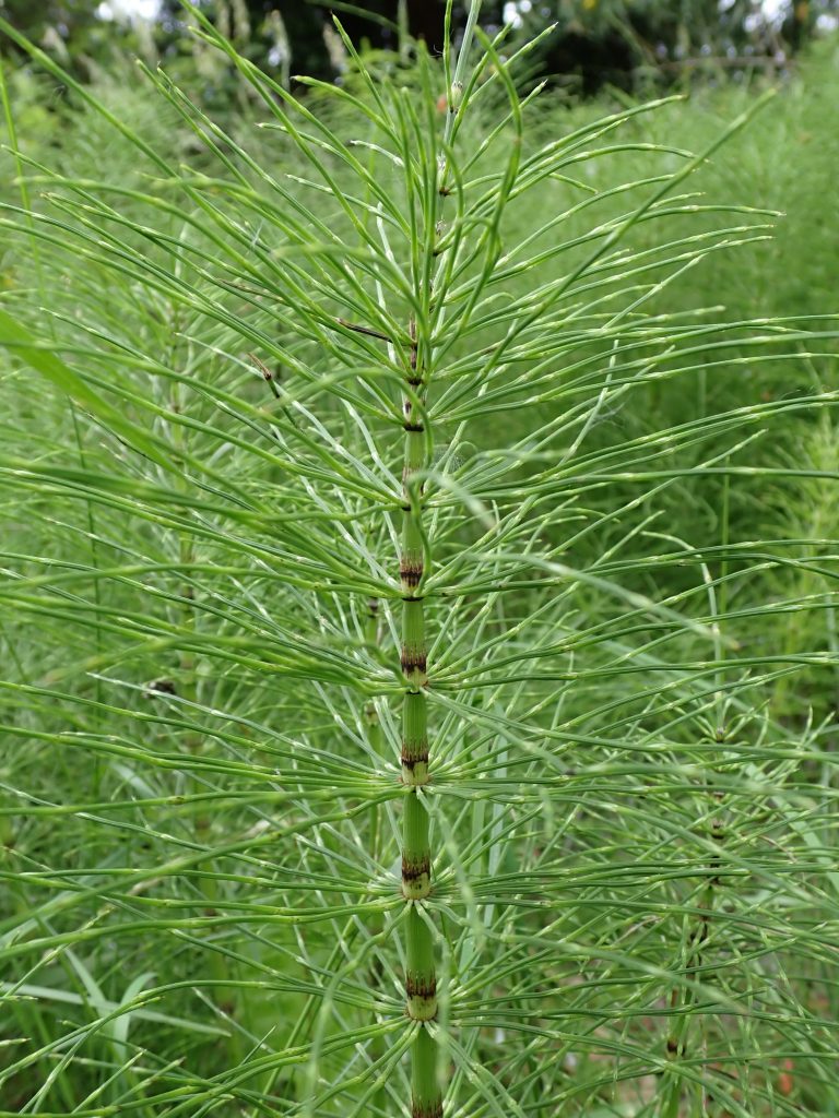 planta indicadora Equisetum sp.