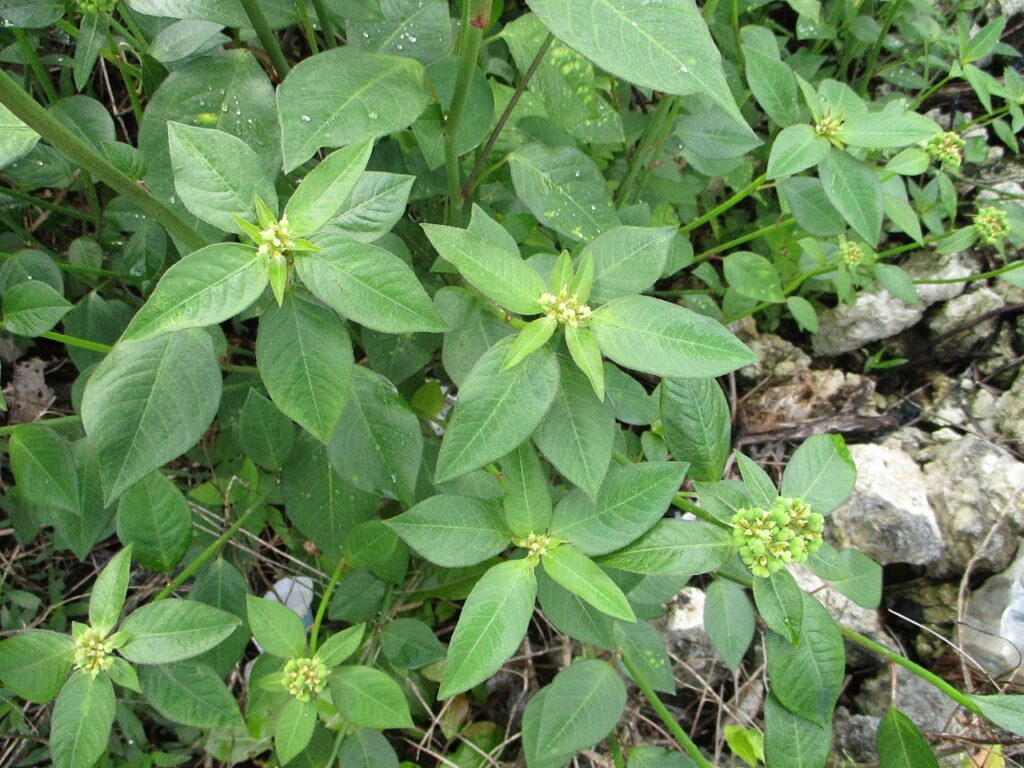 Planta indicadora Euphorbia heterophylla