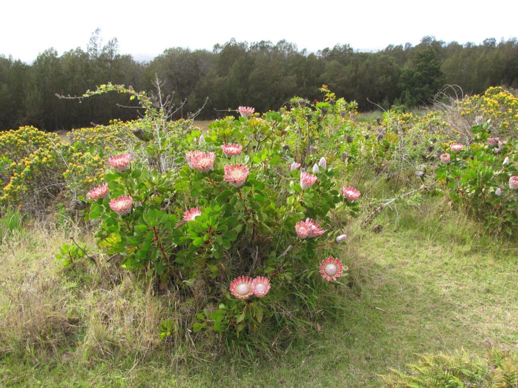 Habitat da protea