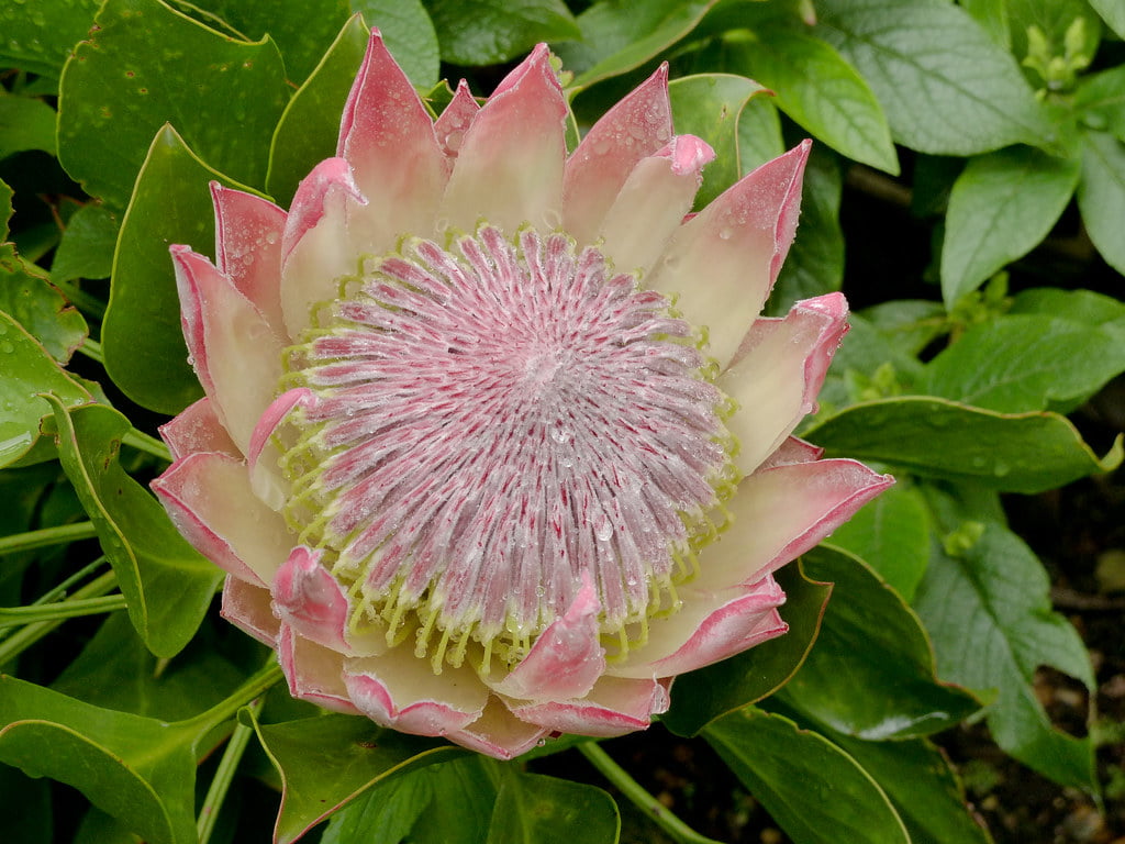 Flor da protea