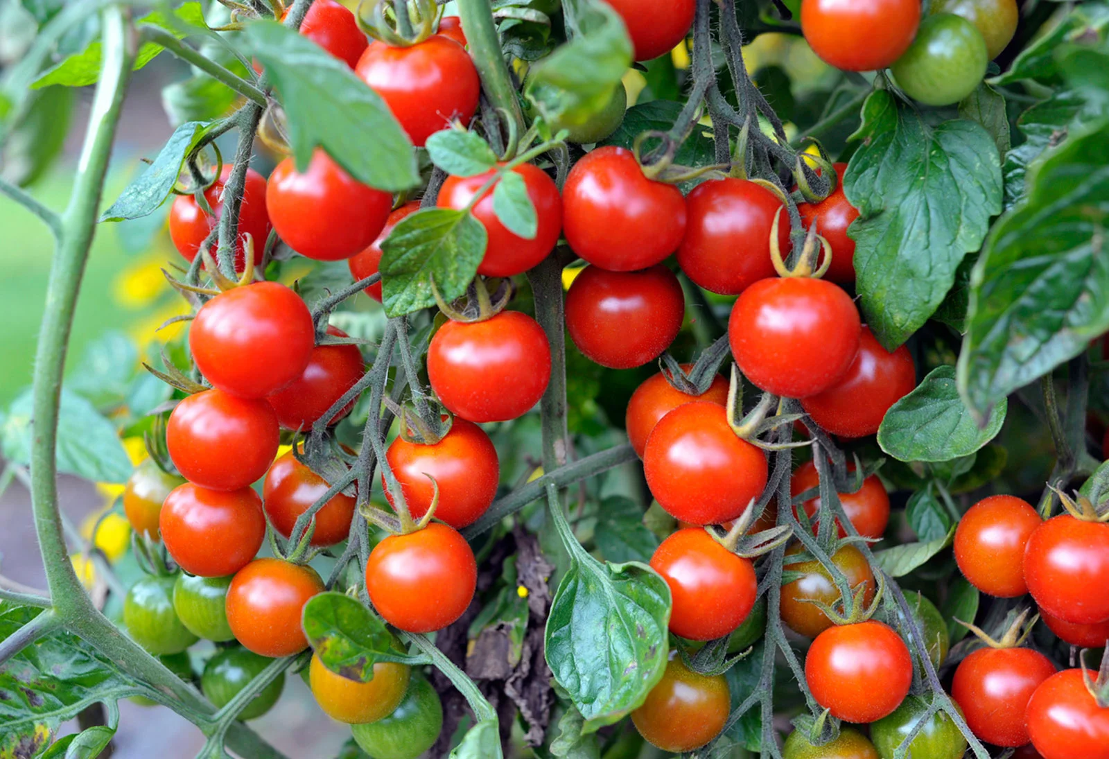 Produza Tomate-cereja Em Casa Com Essas Dicas Infalíveis