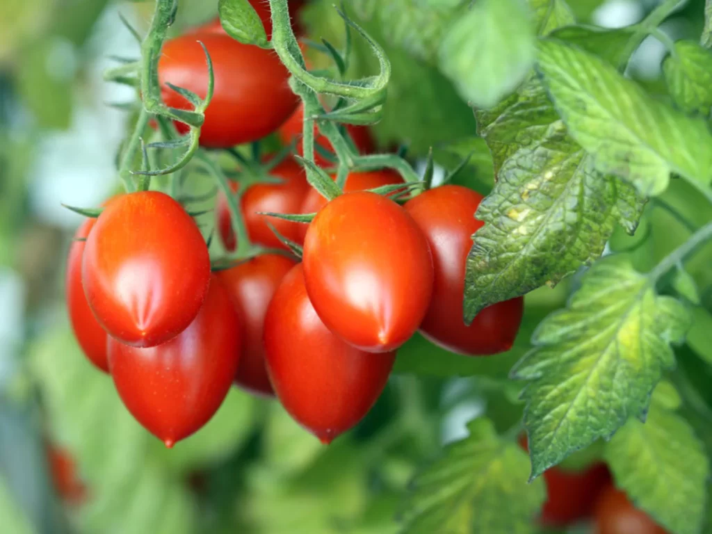 tomate-cereja Cherry Roma