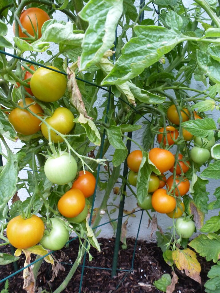 tomate-cereja Jaune Flamme