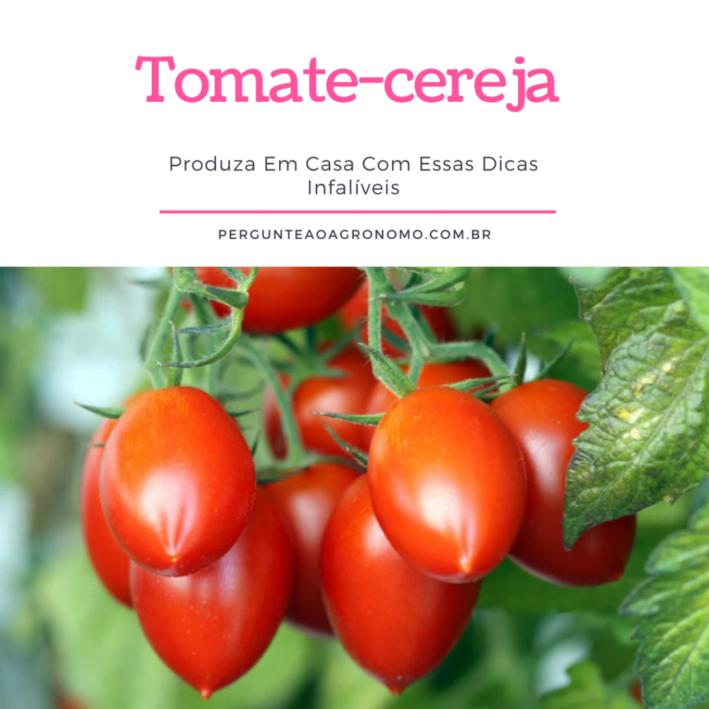 Como cultivar tomate-cereja