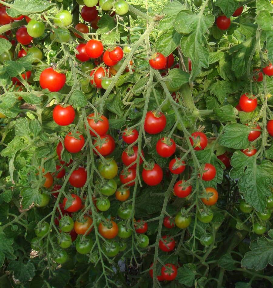 tomate-cereja Sweet Million