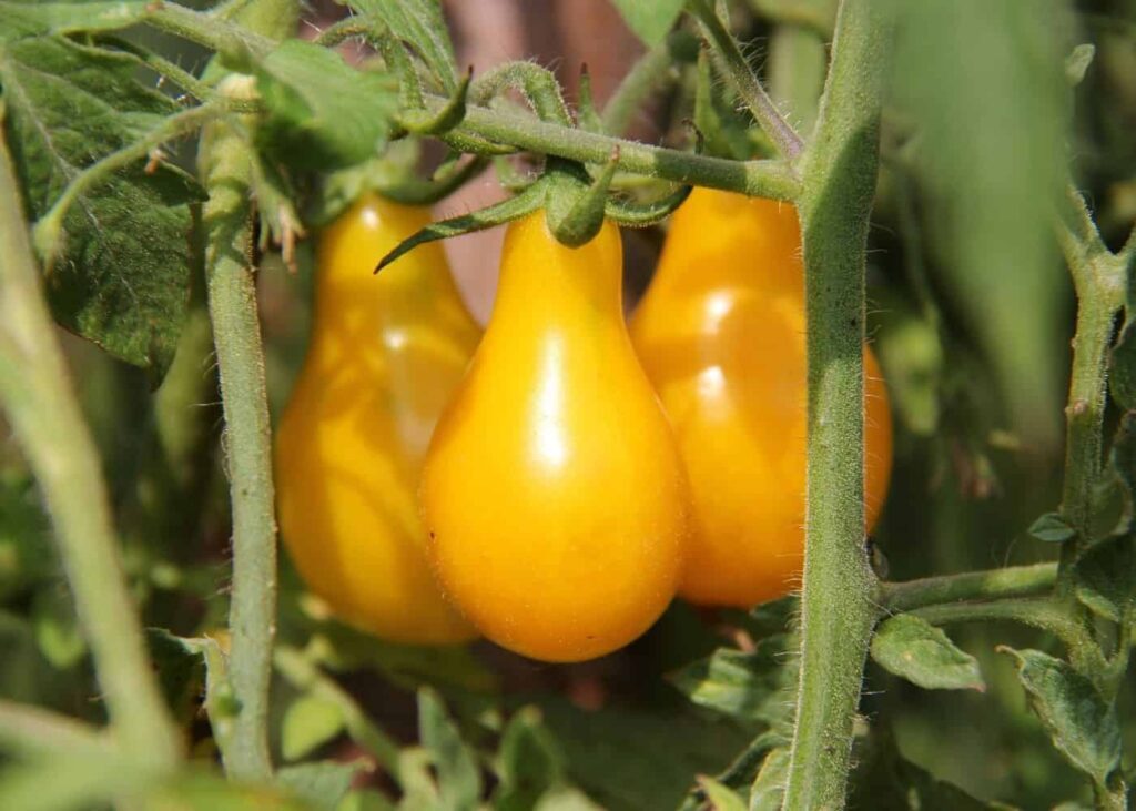 tomate-cereja Yellow Pear