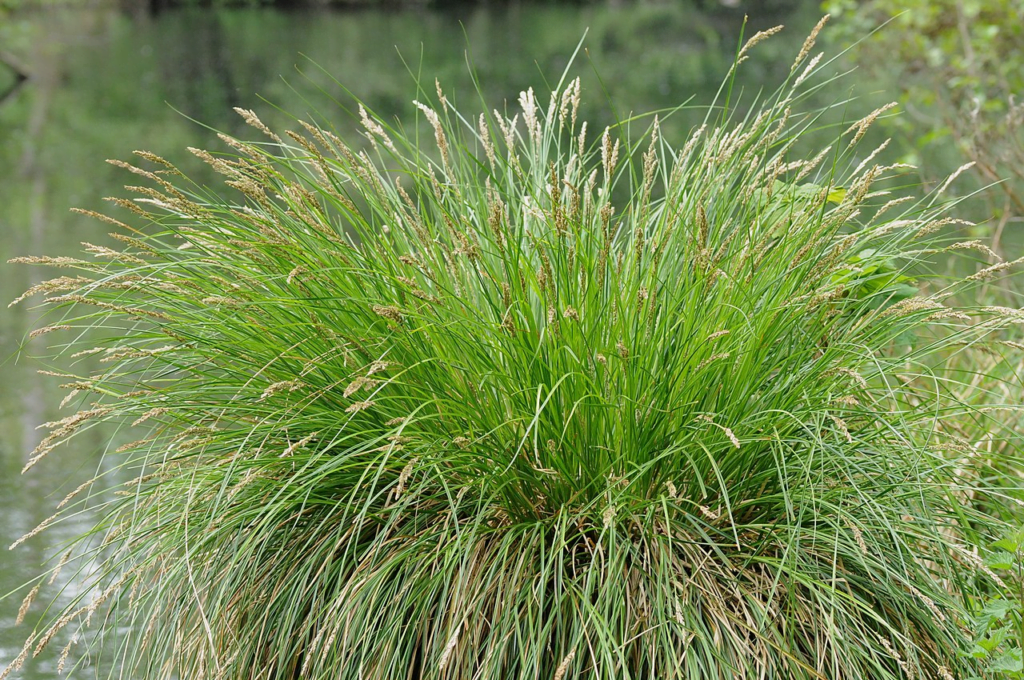 Planta indicadora Carex spp.
