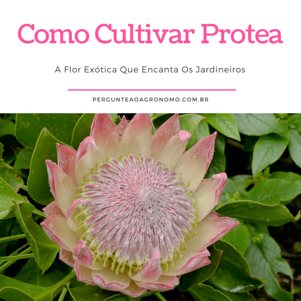 Como cultivar Protea