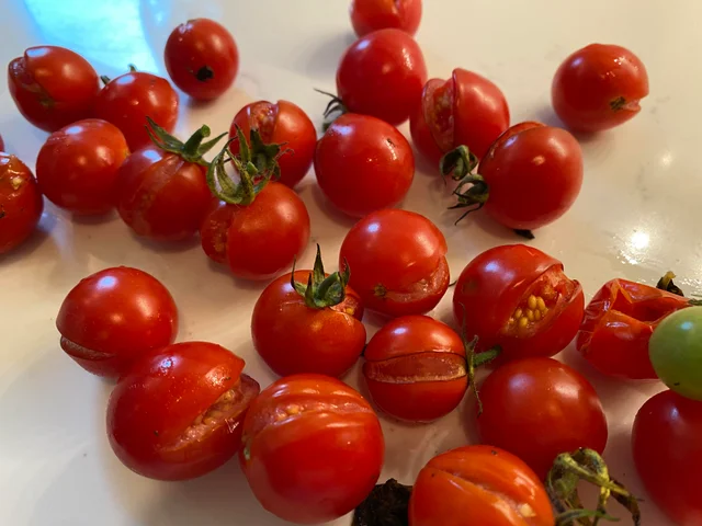 tomates-cerejas rachando