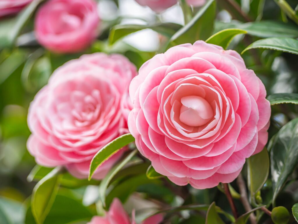 Camellia japonica Better Homes Gardens