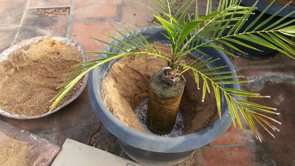 solo ideal para cultivar palmeira fenix
