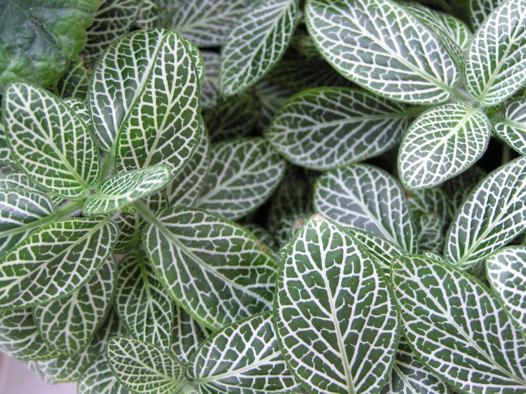 Plants of the World Online fittonia