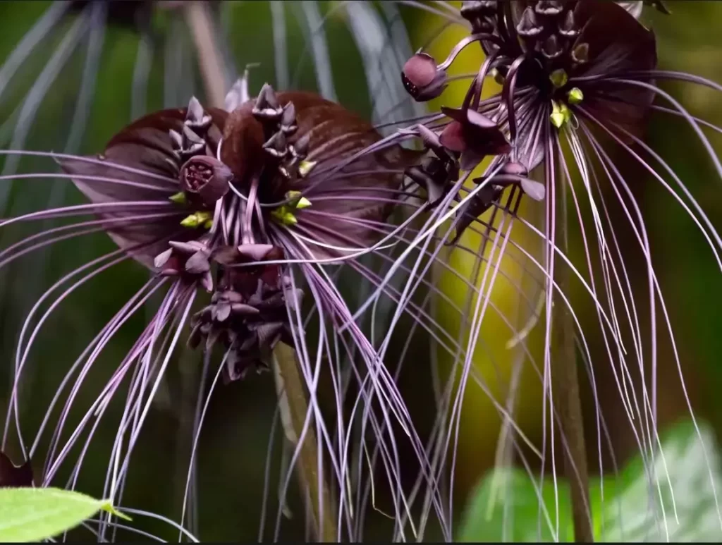 Tacca chantrieri 'Black Beauty'