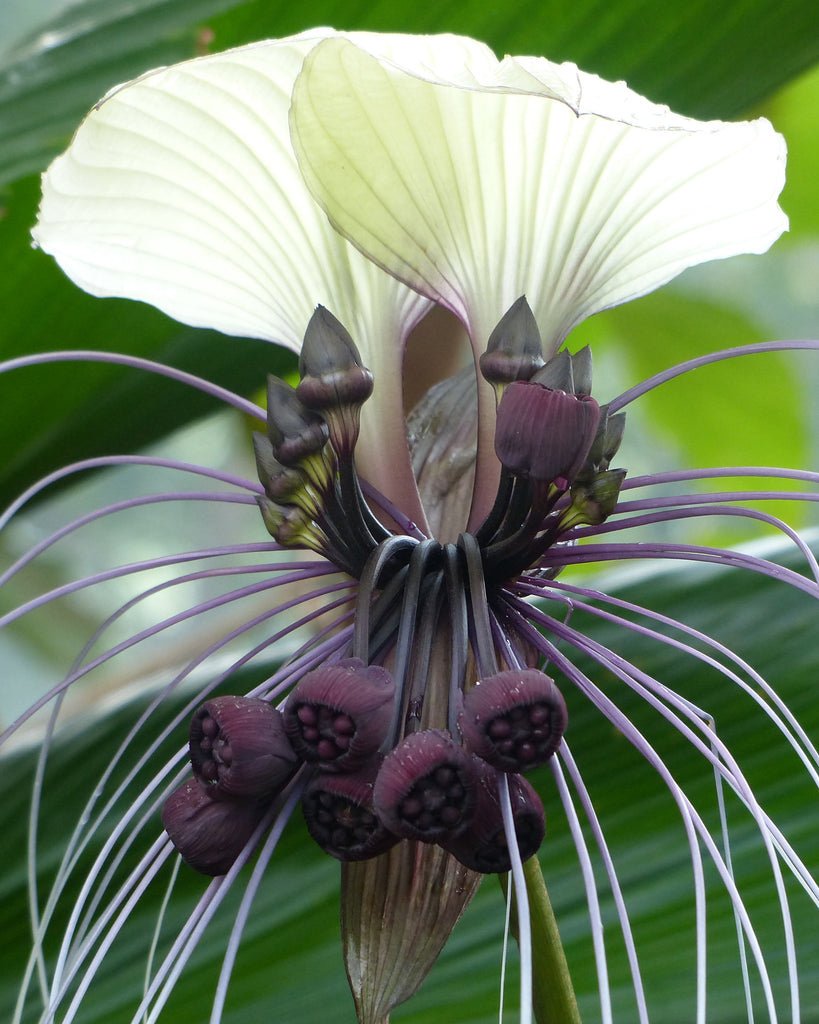 Tacca chantrieri 'Nivea'