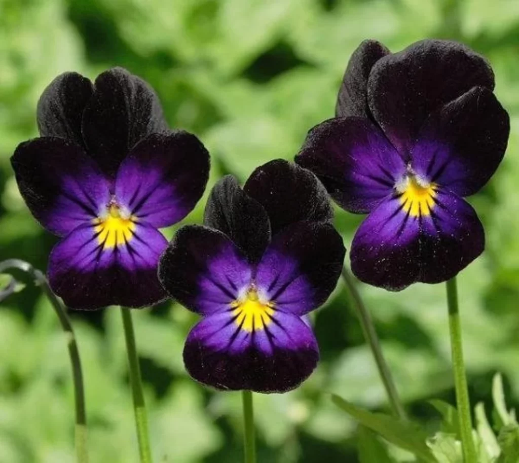 Viola tricolor "Bowles Black"