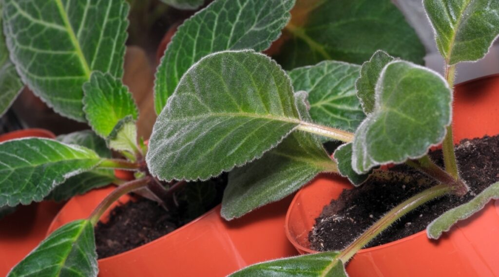 gloxinia plant leaves All About Gardening
