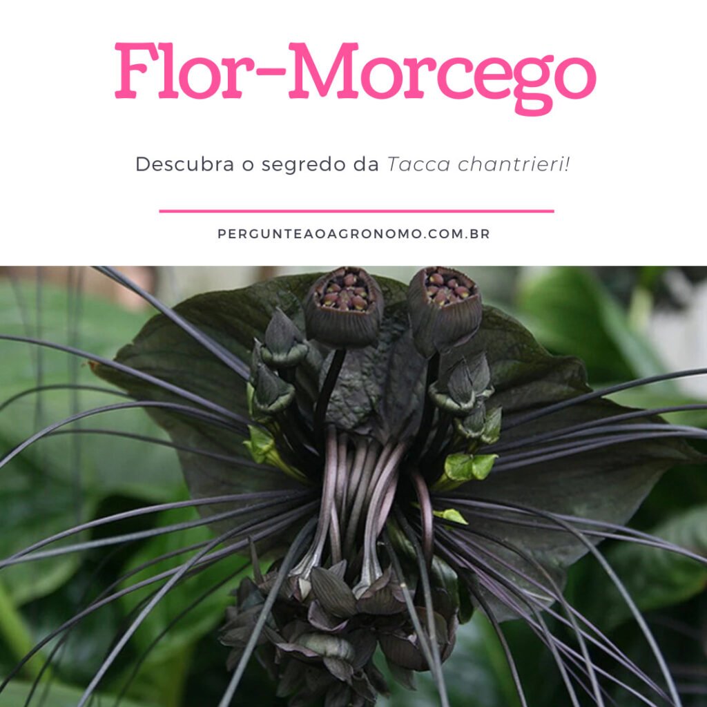 Capa do artigo sobre a Flor-morcego