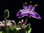 floração da tradescantia navicularis