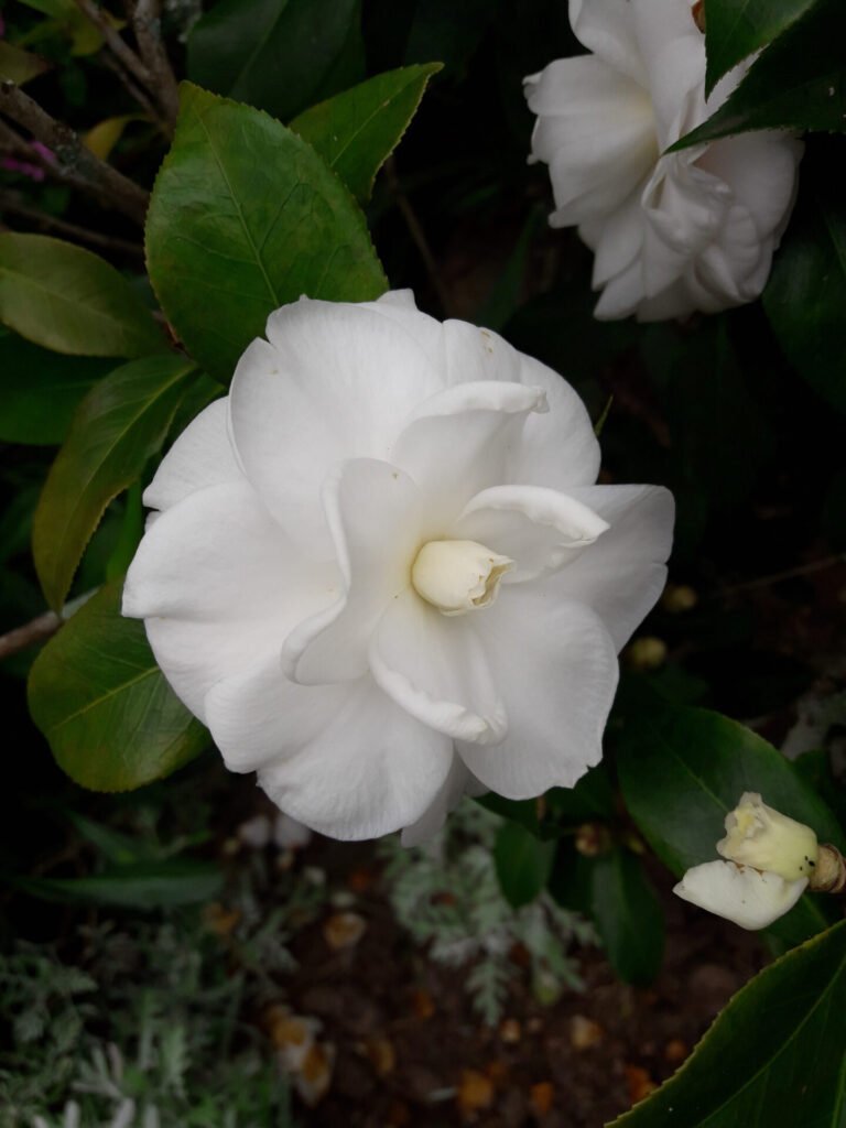 flores brancas Camélia