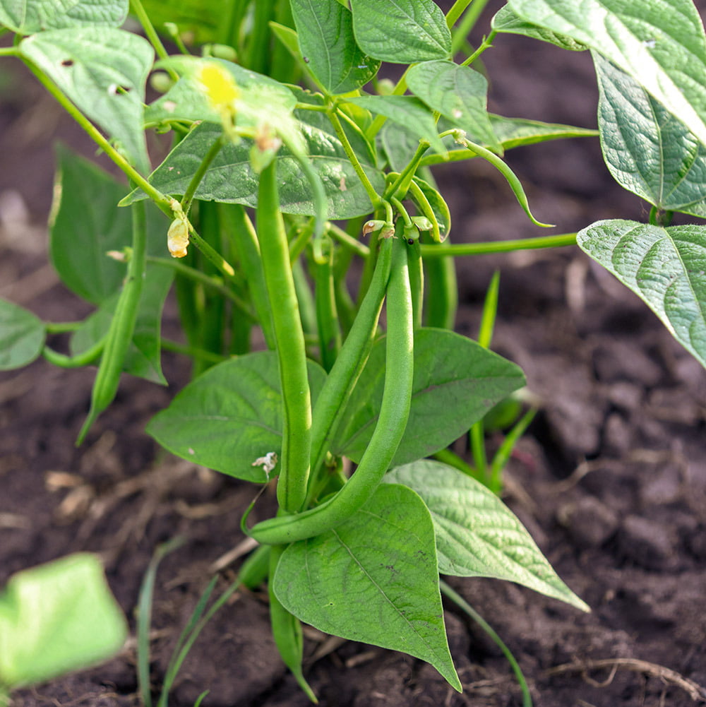 Plantas Companheiras para Tomates: Feijão