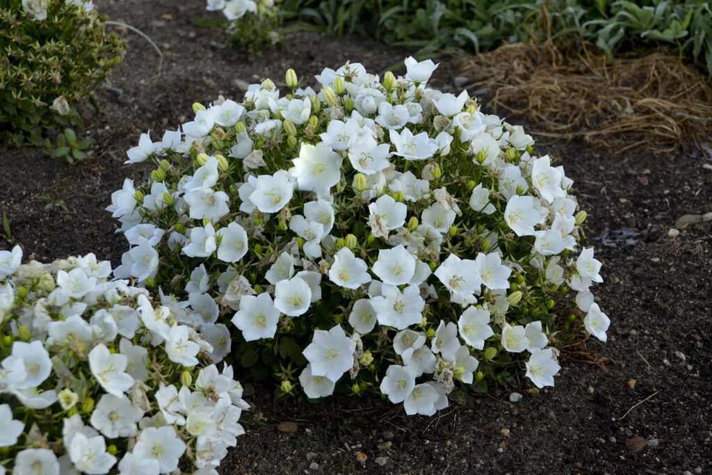 Flores brancas de Campânula no chão