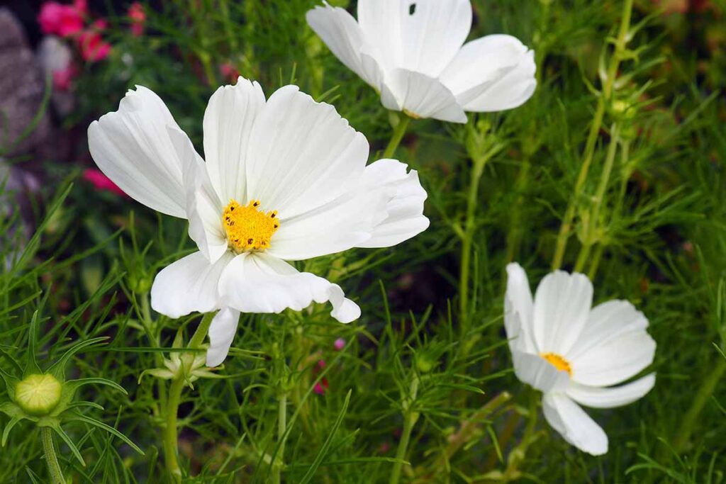 flores brancos do Cosmos