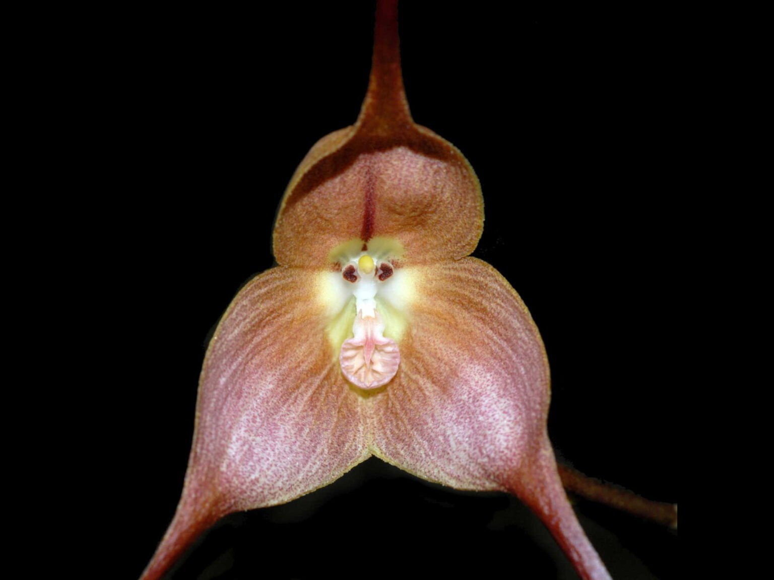 Simia Orquídea Cara De Macaco: A Encantadora Dracula Simia