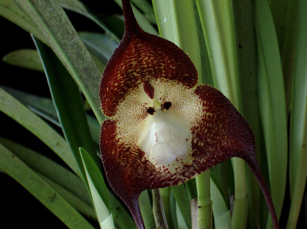 Flor da orquídea cara de macaco Dracula simia