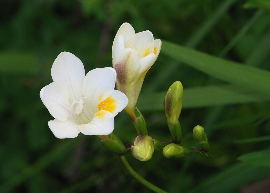 flora da Frésia branca