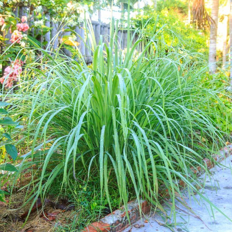 Capim Cidreira: Guia Completo De Cultivo E Cuidados!