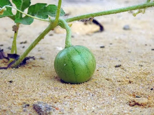 fruto do pé de melancia na areia