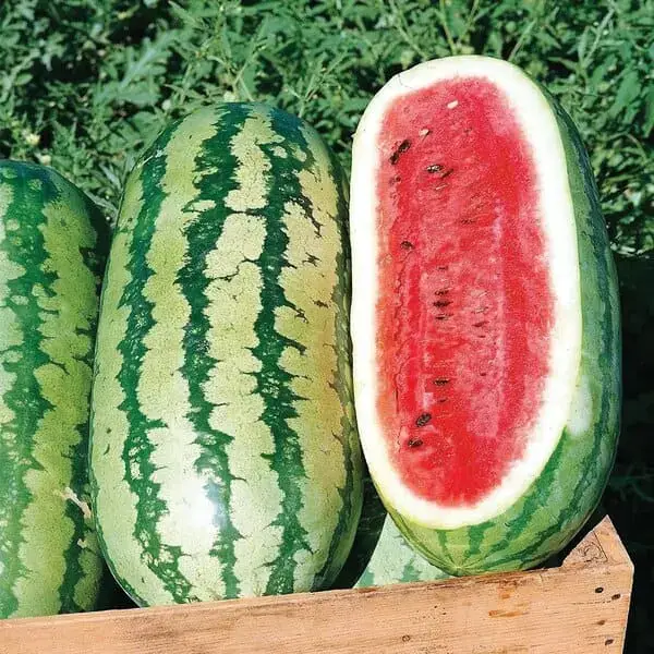 watermelonjubileeMIgardener otimizado